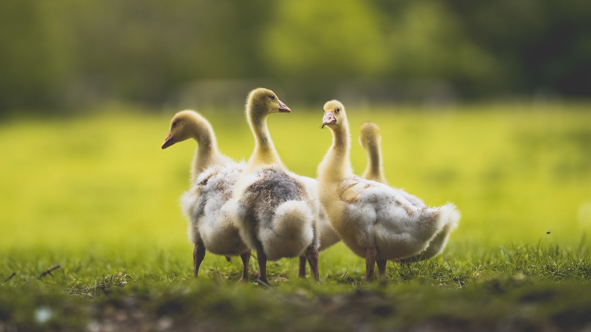 乐鱼体育在线下载-曼联主场迎战切尔西，争夺关键积分