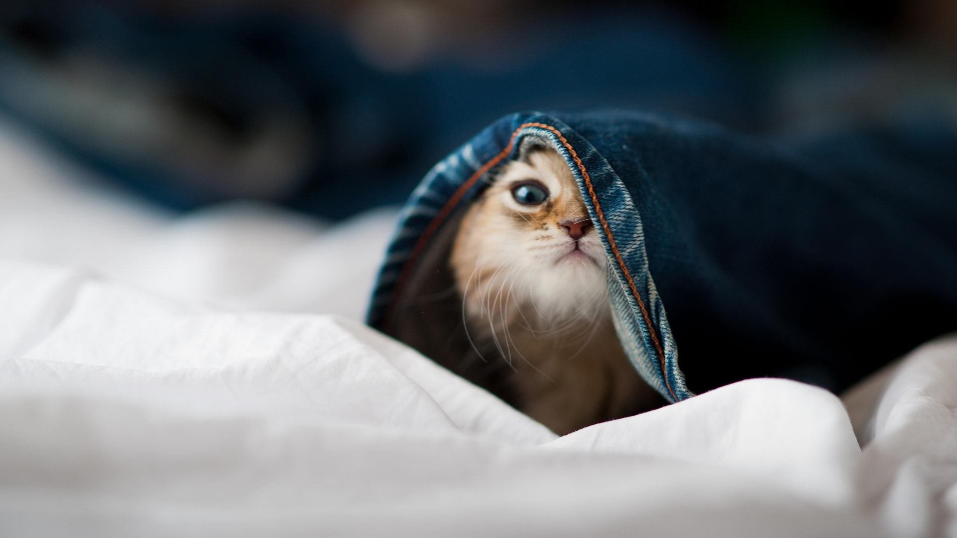 曼联主场迎战切尔西,争夺关键积分